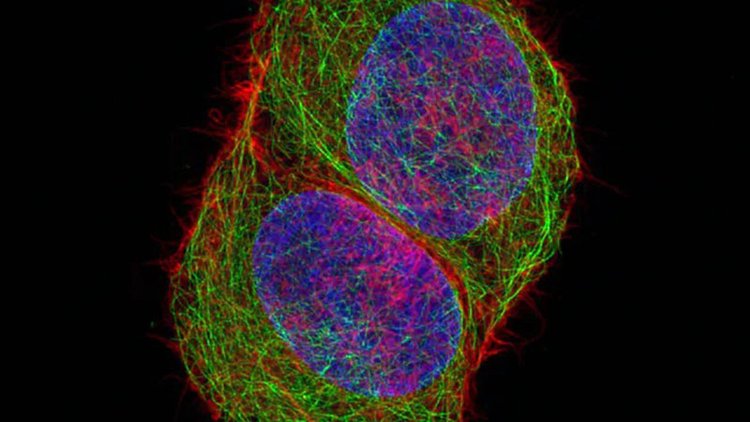 娄底共聚焦显微镜